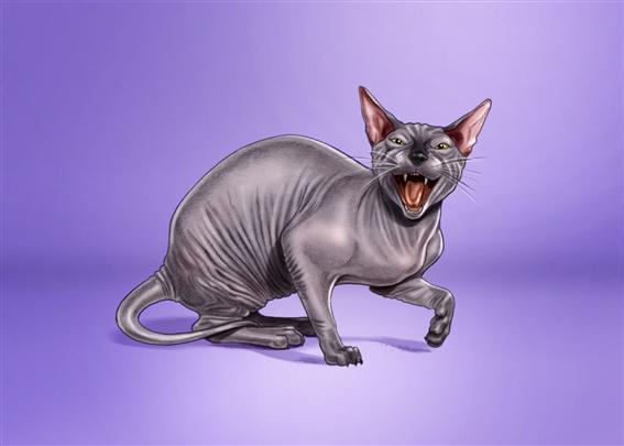 tight color storyboard of feline, aggressive, sphinx cat